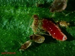 Aphidoletes aphidimyza [1,000/tube] (BI)