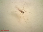 Aphidoletes aphidimyza [1,000/tube] (BI)