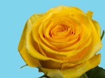 Abs.Flower Dye Yellow /25kg
