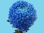 Abs Flowers Blue paint 25kg
