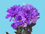 Abs.Flower Dye Violet-Milka/25kg
