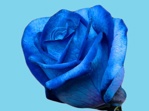 Abs.Flower Dye Dark-Blue/25kg
