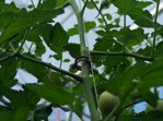 Bio-tomato clip 23mm