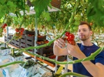 Rolling harvest rack for cluster tomatoes - 249cm
