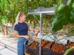 Rolling harvest rack for cluster tomatoes - 249cm